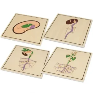 PROCESO DE LA SEMILLA 4 PUZZLES MONTESSORI