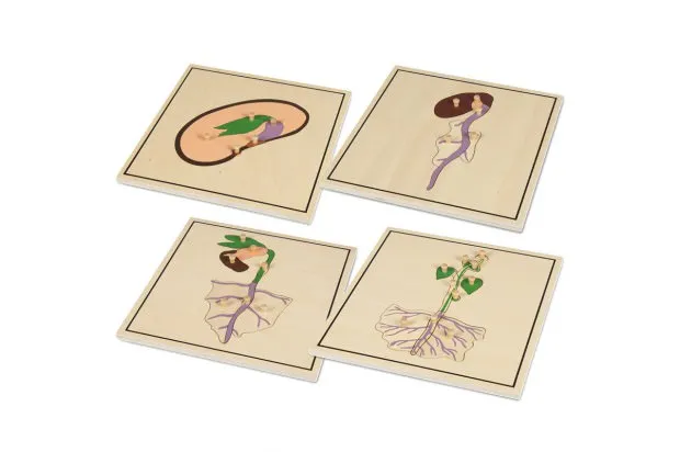PROCESO DE LA SEMILLA 4 PUZZLES MONTESSORI